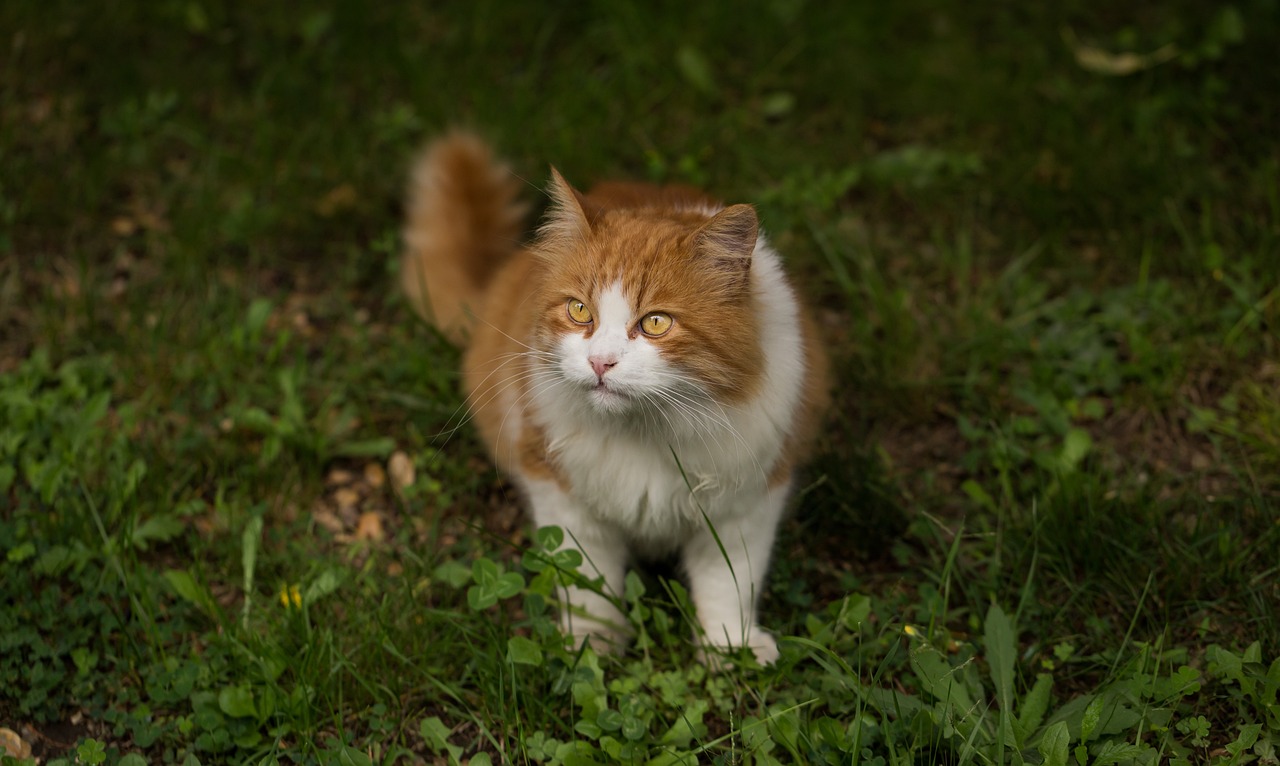 最新猫价格概览，掌握猫咪市场的最新动态