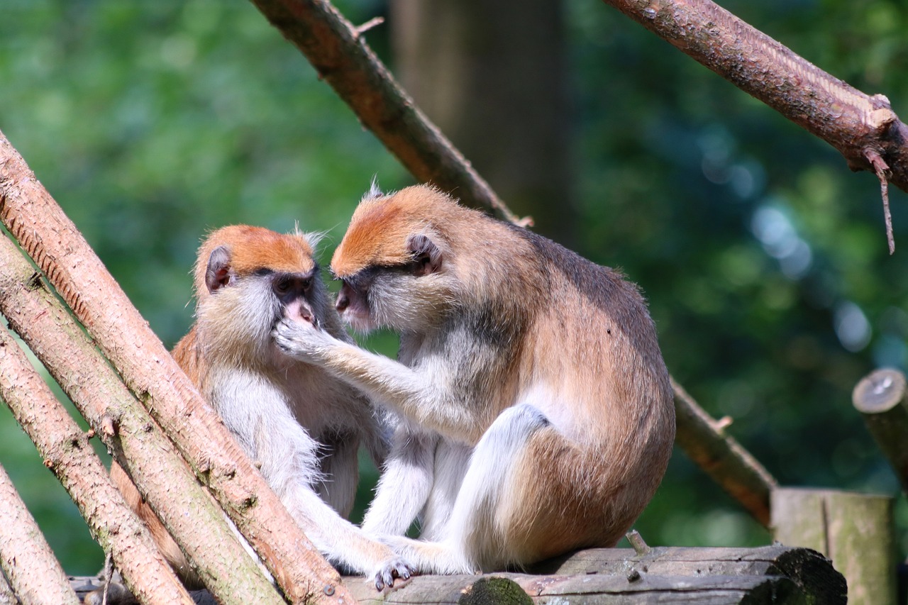 2024澳门正版精准免费：本期推荐猪、猴、蛇、鸡