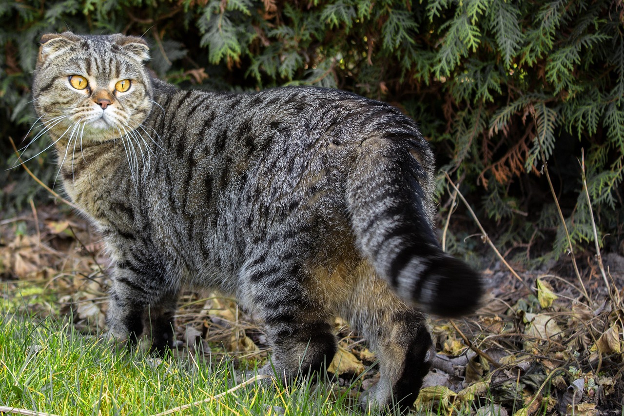 最新地狱猫，速度与力量的极致融合